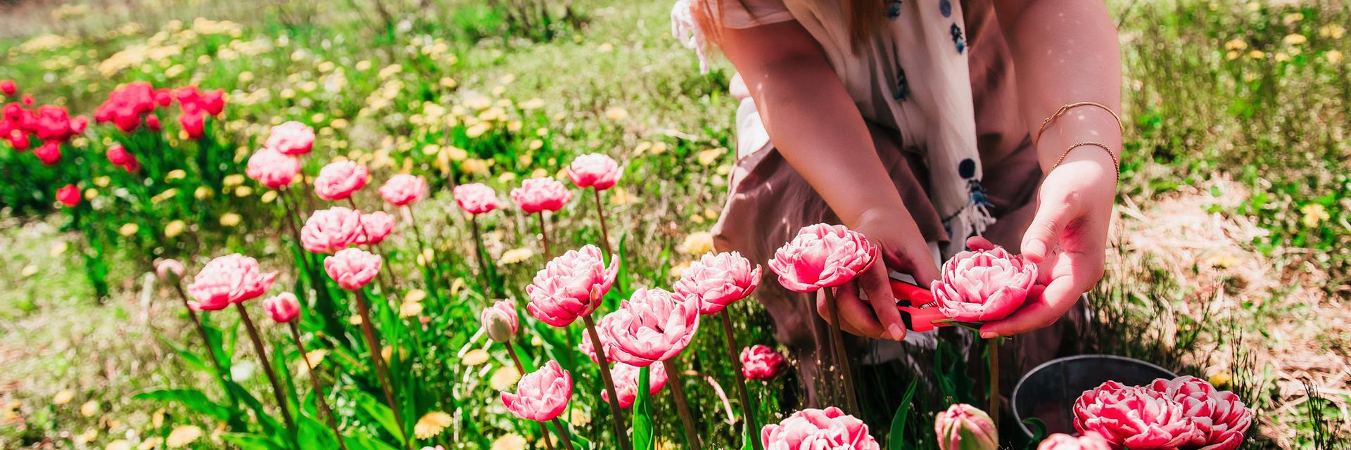 woman holding and looking at tulips in a field